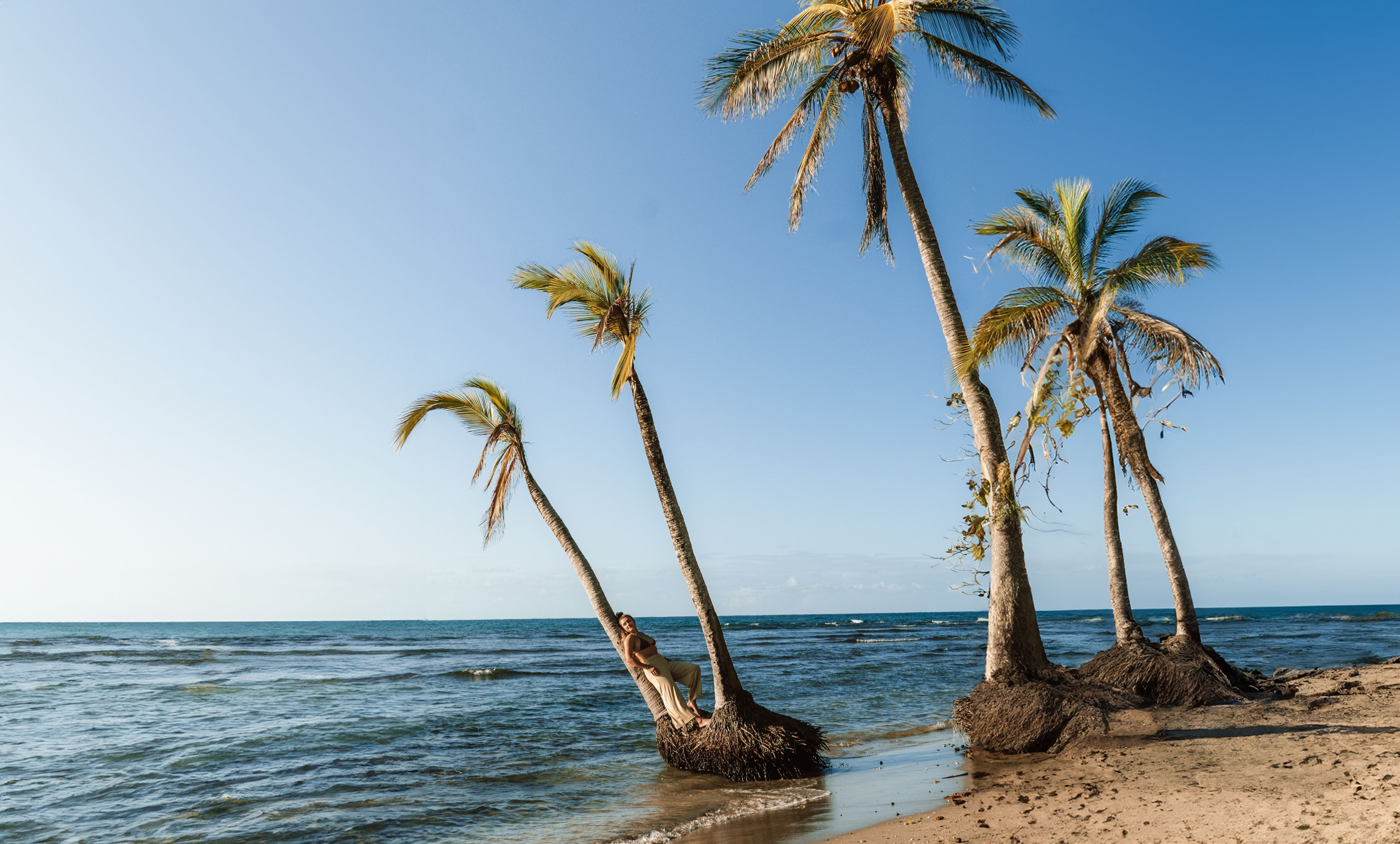 Palmen an einem Strand